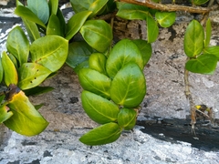 Griselinia scandens