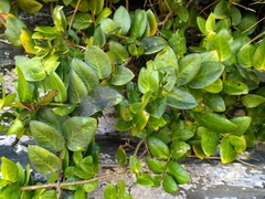Griselinia scandens