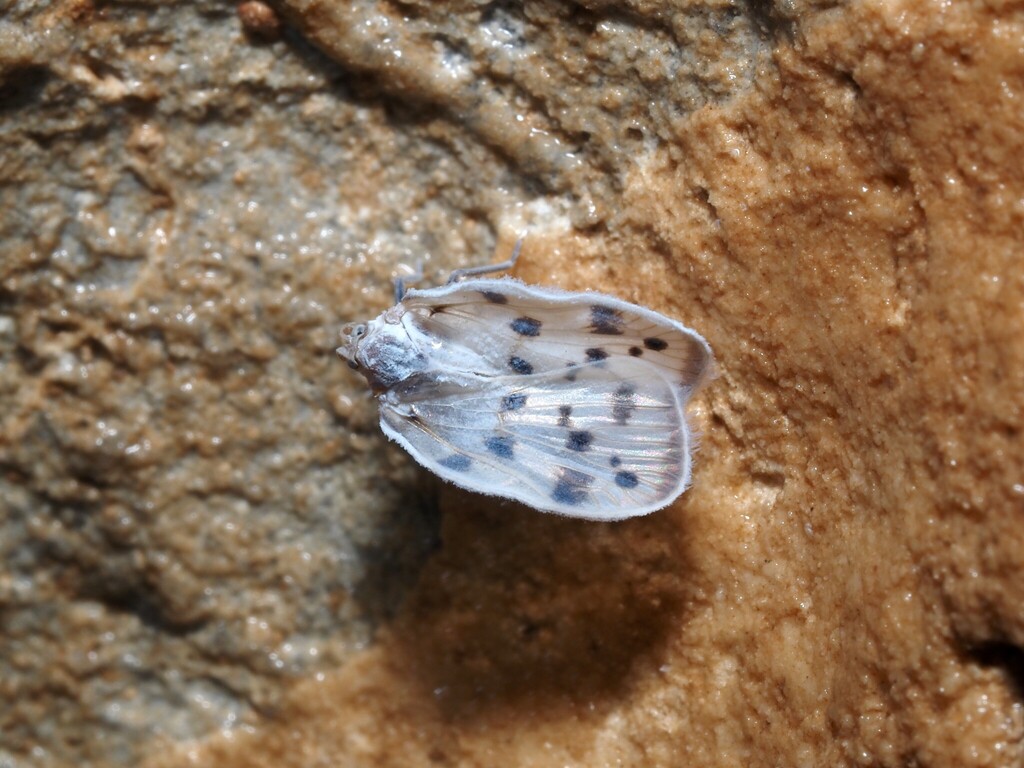 Borysthenes pantherinus