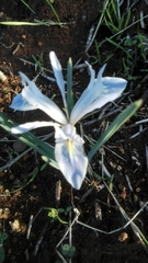 Iris vartanii