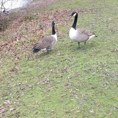 Branta canadensis