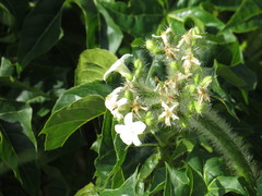 Cnidoscolus tubulosus