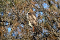 Buteo jamaicensis