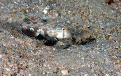 Signigobius biocellatus