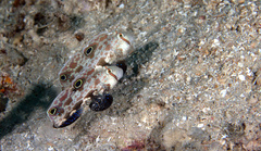 Signigobius biocellatus