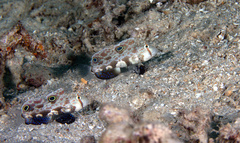 Signigobius biocellatus