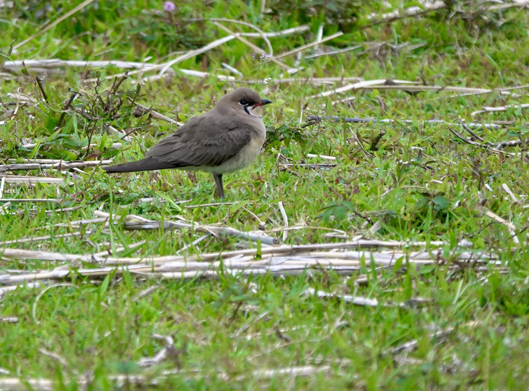 Oriental Pratincole (Glareola maldivarum)