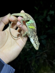Kakhyen Hills Spiny Lizard photo 3