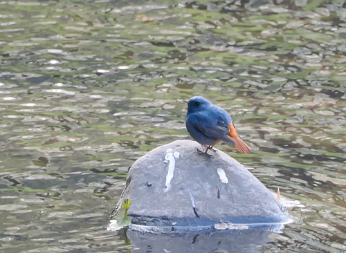 Plumbeous Water Redstart