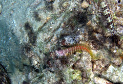 Salarias segmentatus