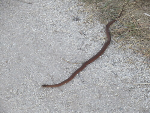 White-lipped Snake sighting