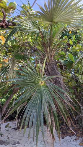 Coccothrinax litoralis, photograph 2