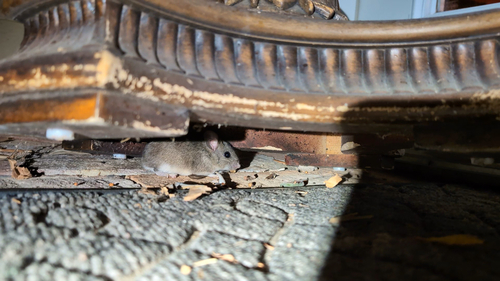 Bryant's Woodrat