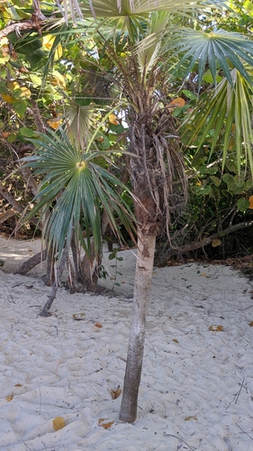 Coccothrinax litoralis, photograph 3