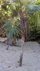 Coccothrinax litoralis, photograph Maxime Laterreur, CC BY, iNaturalist via GBIF