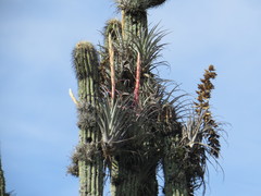 Tillandsia takizawae