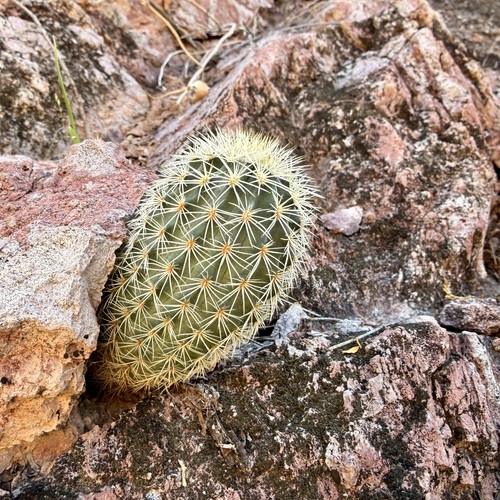 Sonoran Rainbow Cactus (Echinocereus scopulorum)
