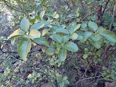 Cordia sonorae