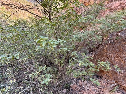 Cordia sonorae, photograph 1
