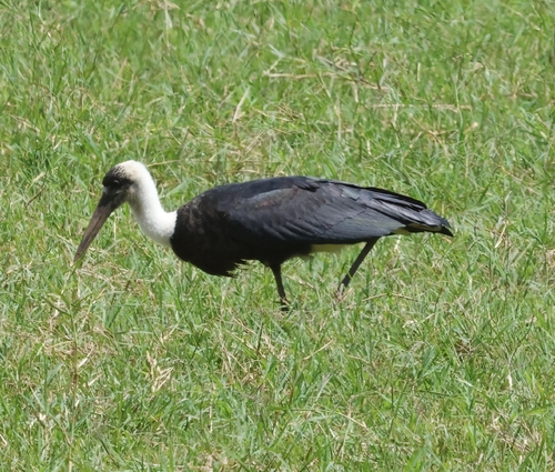 African Woolly-necked Stork
