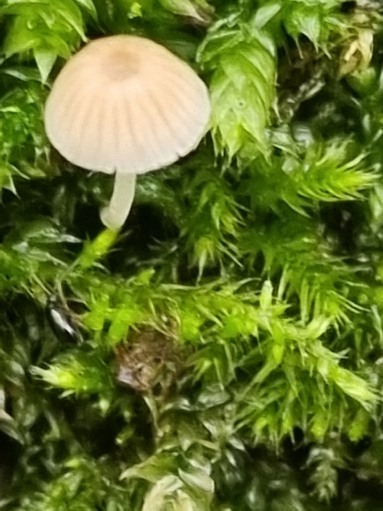 Coprinellus disseminatus · November 2025 · photo: © nicolahallows (iNaturalist, cc0)