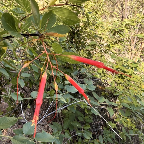 Fouquieria macdougalii, photograph 2
