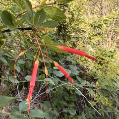 Fouquieria macdougalii, photograph (c) Sue Carnahan, some rights reserved (CC BY)