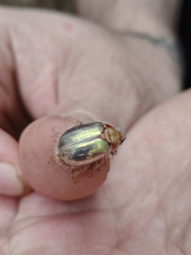 Phytholaema fenestra