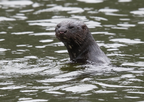 Spotted-necked Otter