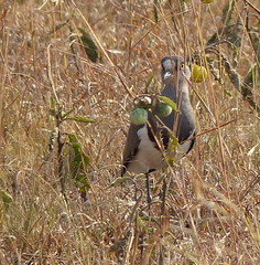Vanellus lugubris