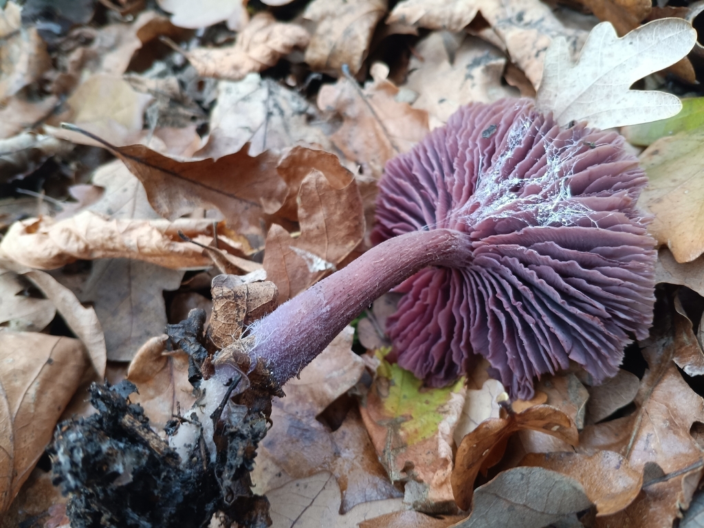 Laccaria amethystina · November 2025 · photo: © considerthelilies (iNaturalist, cc-by)