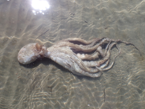 American Octopus photographed in North Carolina