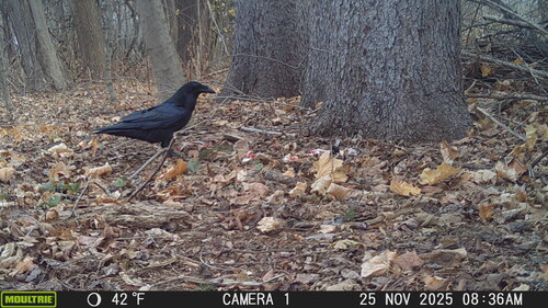 Common Raven photographed in Connecticut