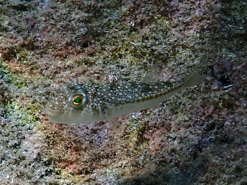 Torquigener flavimaculosus