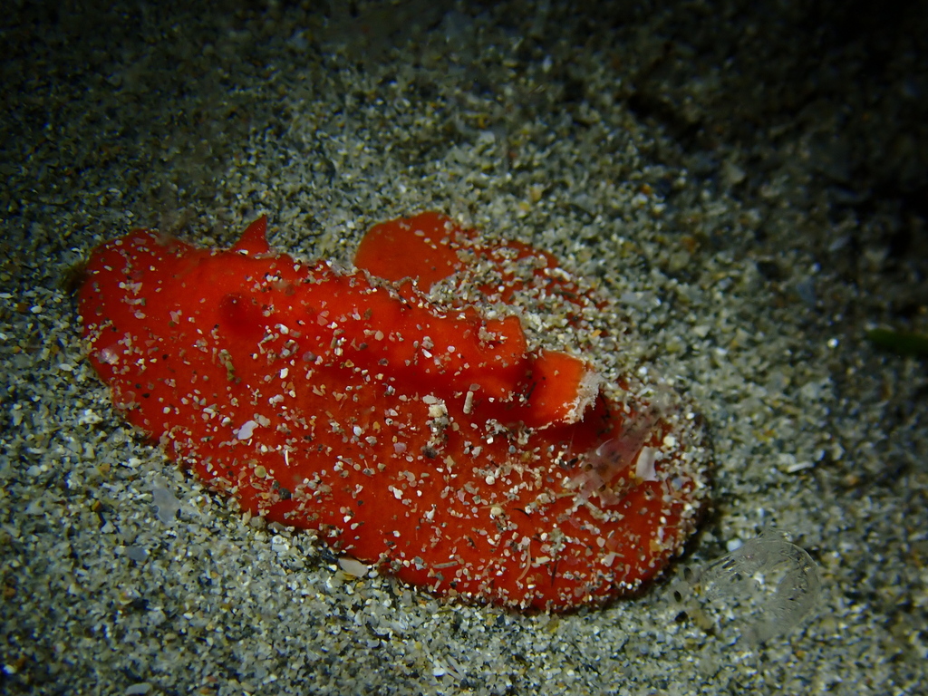 Variable Granulated Dorid