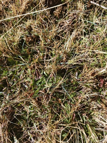 Hypochaeris meyeniana, photograph 1