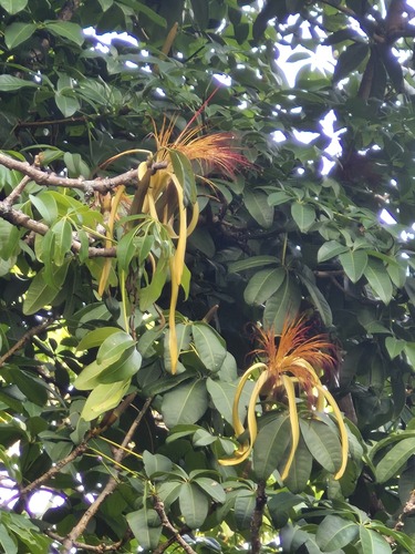 Pachira aquatica