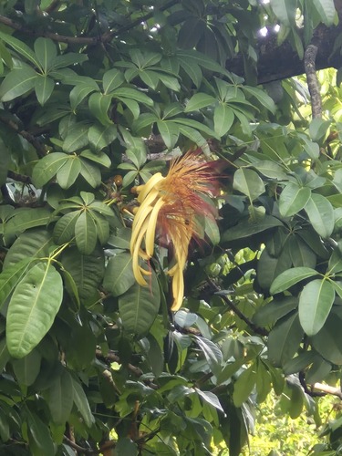 Pachira aquatica