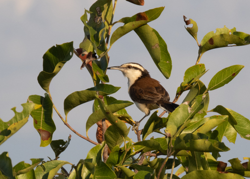 Bicolored Wren