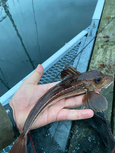 Eutrigla gurnardus