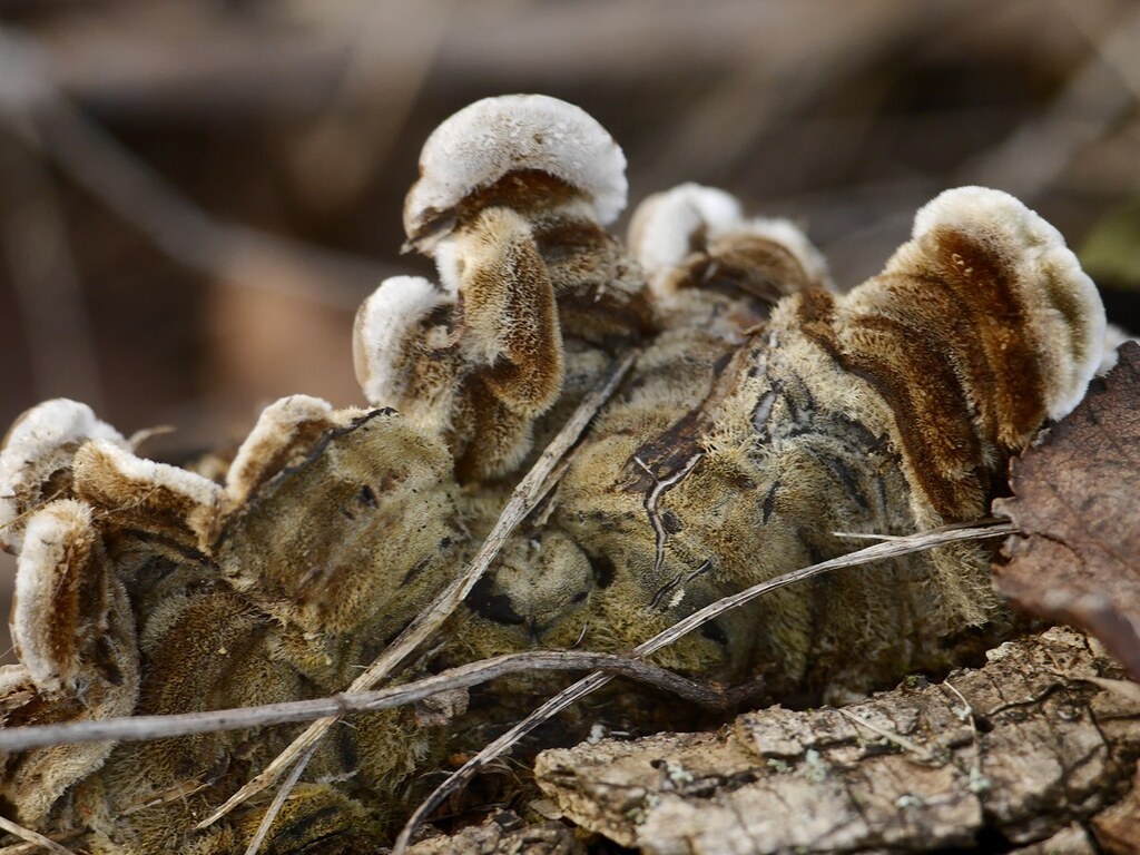 Auricularia mesenterica · November 2025 · photo: © efarilis (iNaturalist, cc-by)