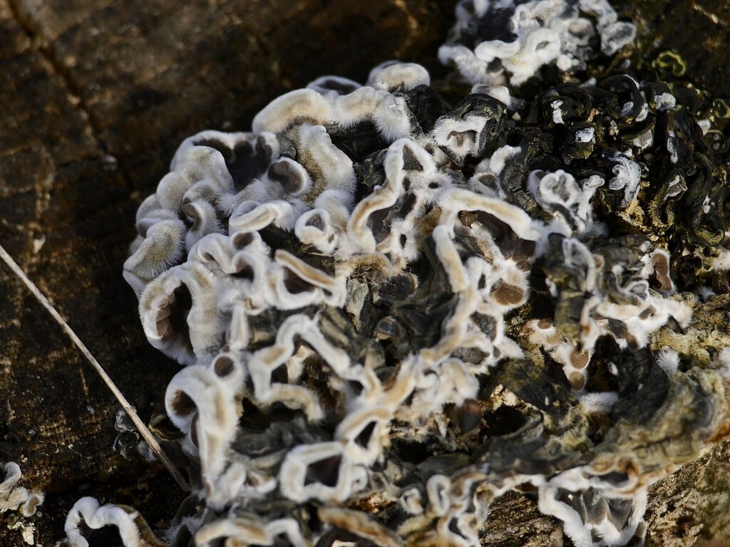 Auricularia mesenterica · November 2025 · photo: © efarilis (iNaturalist, cc-by)