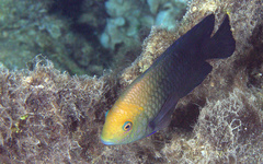 Hemiglyphidodon plagiometopon