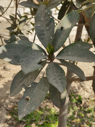 Eggfruit (Pouteria lucuma)