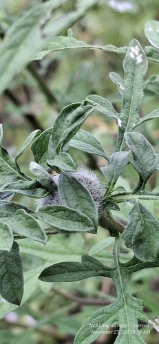 Unknown species found near Sherwood Park, Melbourne, FL 32935, USA