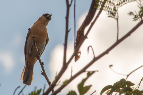 Cinnamon Tanager (Schistochlamys ruficapillus), photo 8