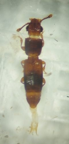 Hesperobaenus capito, 2025-11-27