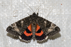 Catocala briseis