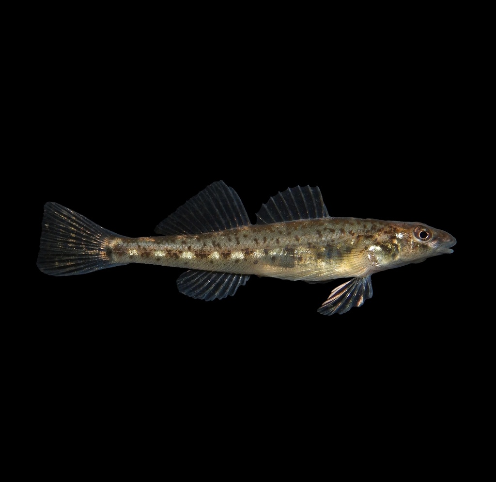 Glassy Darter