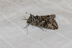 Syngrapha octoscripta